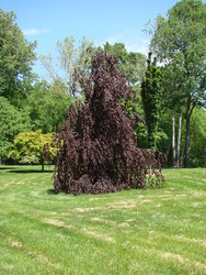 Fagus sylvatica 'Purple Fountain' — photo 5